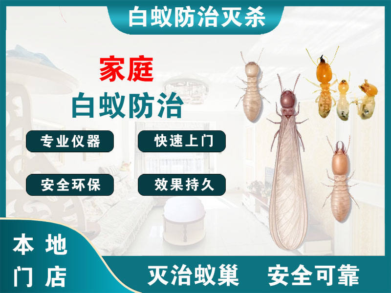 南湖区家庭白蚁防治